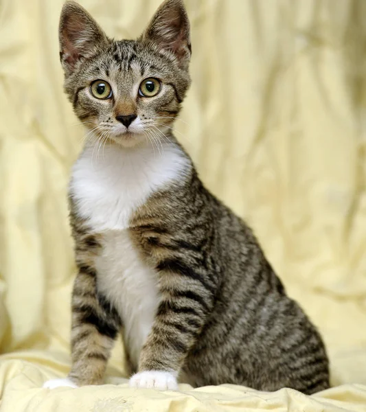 A strisce con un giovane gatto bianco su sfondo giallo — Foto Stock