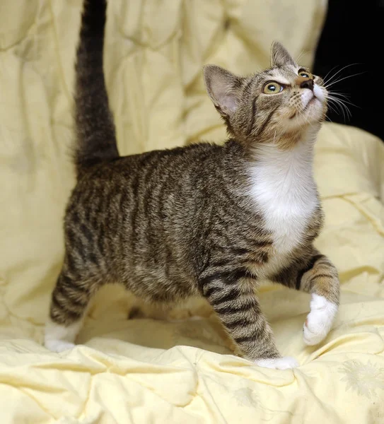 Striped with a white young cat on a yellow background — Stock Photo, Image