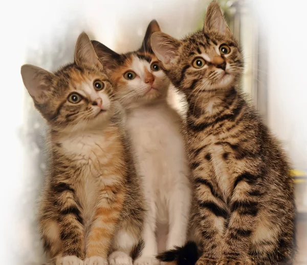 Trzy kocięta siedzieć obok siebie i patrzeć z dala — Zdjęcie stockowe