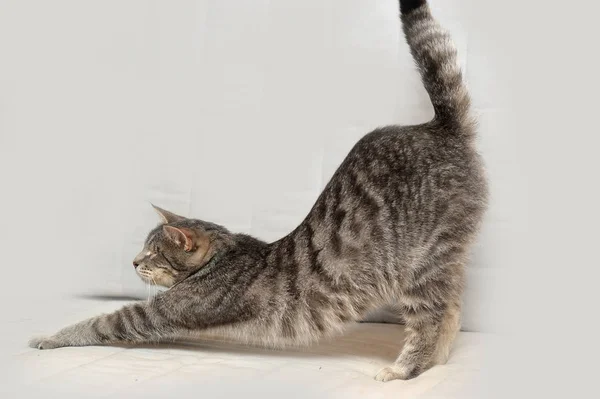 Grå katt är stretching på soffan — Stockfoto