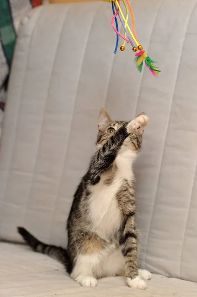 Gestreifte graue Katze springt — Stockfoto