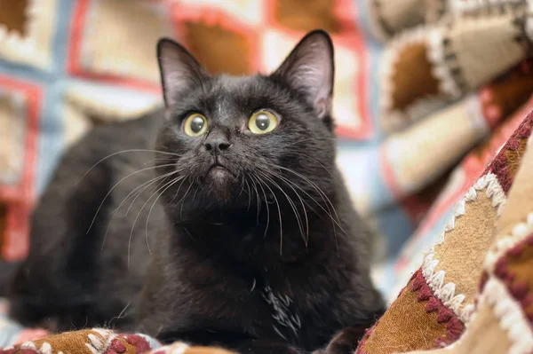 Lat stor svart katt på sängen — Stockfoto