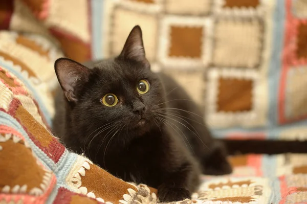 Líný velká černá kočka na posteli — Stock fotografie