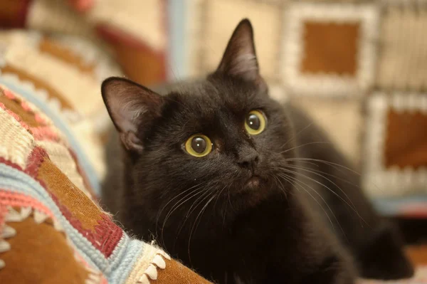 Ленивая большая черная кошка, лежащая на кровати — стоковое фото