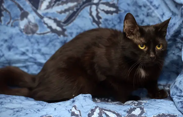 Bonito preto gato parece triste — Fotografia de Stock