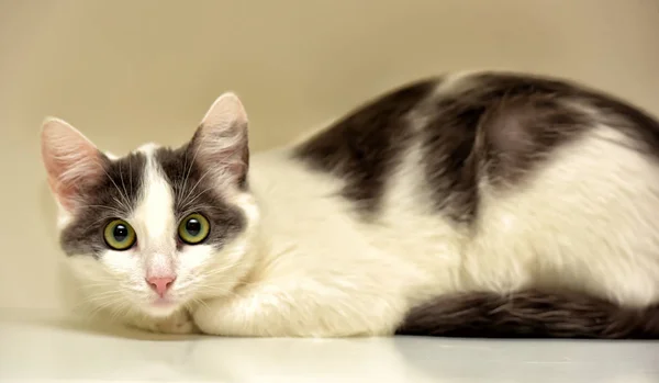 Белый с красными пятнами молодой короткошерстный кот на светлом фоне — стоковое фото