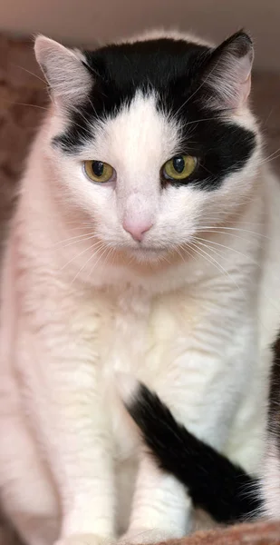 Retrato de gato preto e branco — Fotografia de Stock