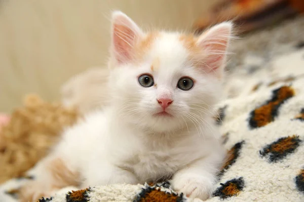 Söt vit kattunge med röda öron — Stockfoto