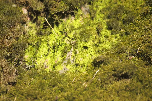 Green moss on stones, background — Stock Photo, Image