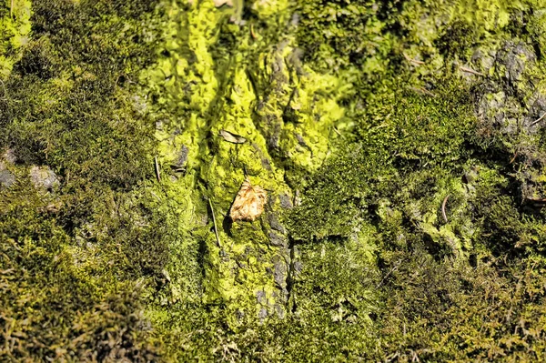 Зелений мох на камені, фон — стокове фото