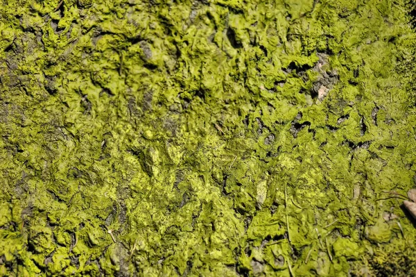 Green moss on stones, background — Stock Photo, Image