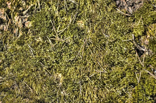 Musgo verde sobre piedras, fondo —  Fotos de Stock