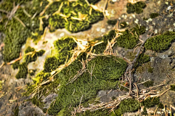 Зелений мох на камені, фон — стокове фото