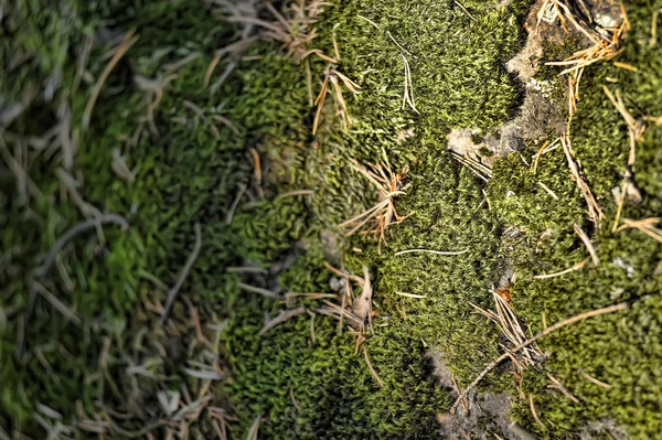 Zelený mech na kamenech, pozadí — Stock fotografie