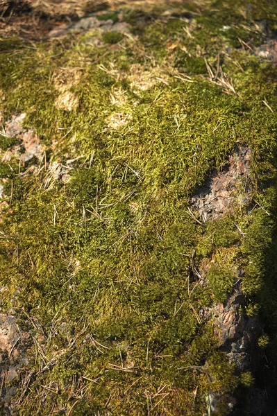 Taşlar üzerinde yeşil yosun, arka plan — Stok fotoğraf