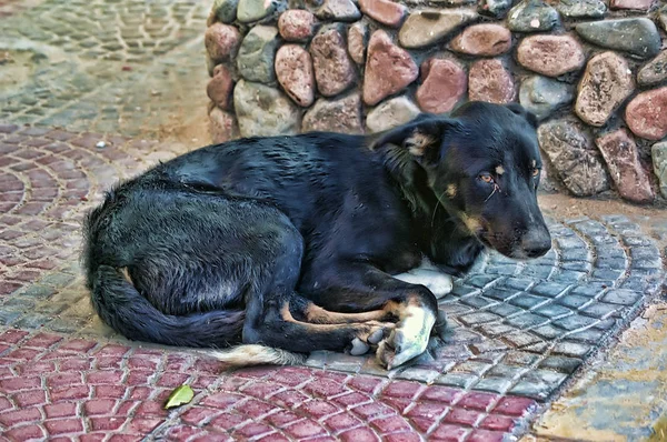 Triste perro callejero miente — Foto de Stock