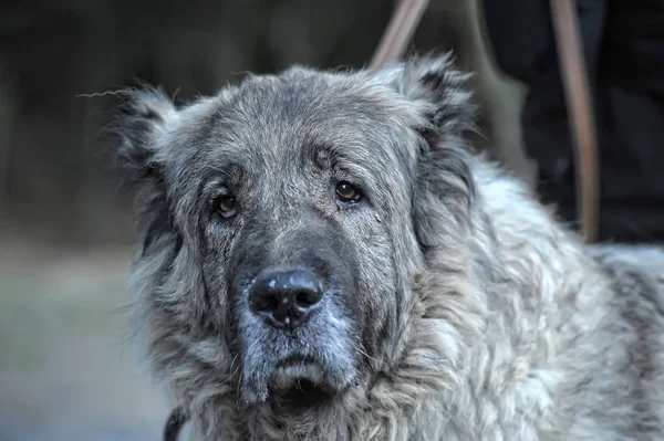 Alter grauer kaukasischer Schäferhund — Stockfoto