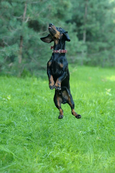 Dachshund preto pulando na grama — Fotografia de Stock