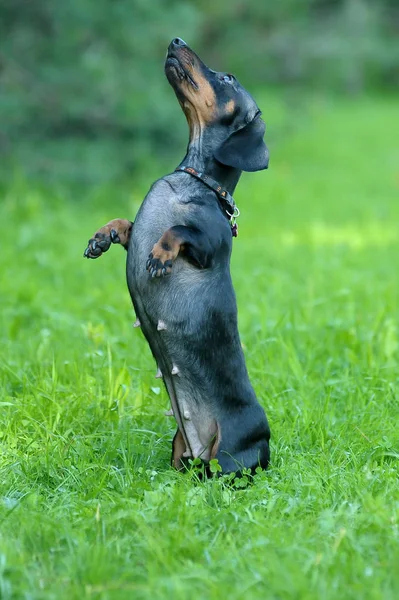 Zwarte teckel springen op het gras — Stockfoto