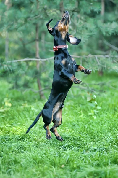 Dachshund preto pulando na grama — Fotografia de Stock