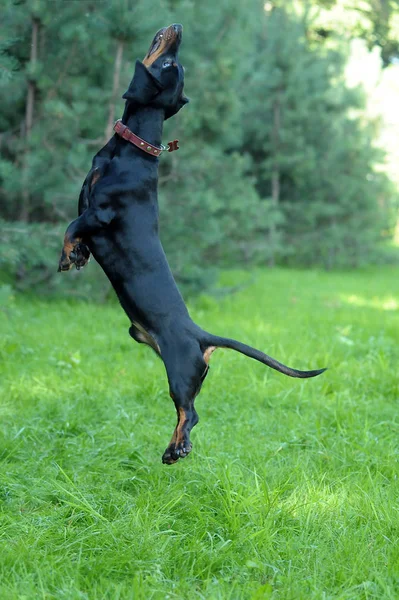 Black dachshund jumping on the grass Royalty Free Stock Photos