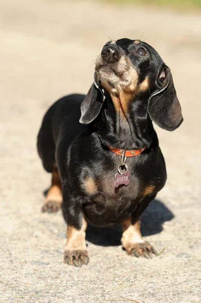 Zwarte teckel op een zonnige dag — Stockfoto