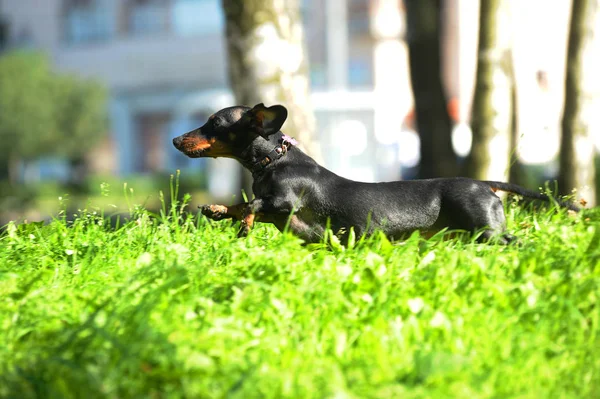 Dachshund noir sautant, courant sur l'herbe — Photo