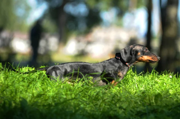 Dachshund negro saltando, corriendo sobre la hierba — Foto de Stock