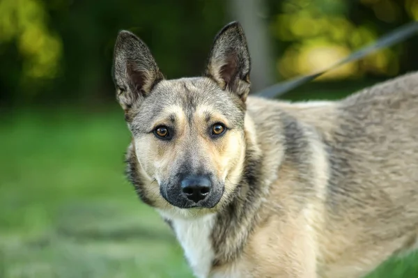 Hond Husky cross in de zomer op groene gras achtergrond — Stockfoto