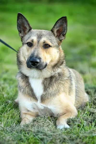 Perro Husky cruz en verano sobre hierba verde fondo —  Fotos de Stock