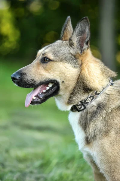 Yeşil çim arka plan üzerinde yaz aylarında Köpek Husky çapraz — Stok fotoğraf