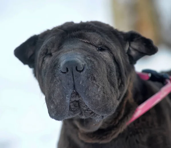 Sharpei negro con la piel y el abrigo pobres — Foto de Stock