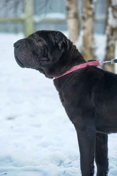 Sharpei negro con la piel y el abrigo pobres — Foto de Stock