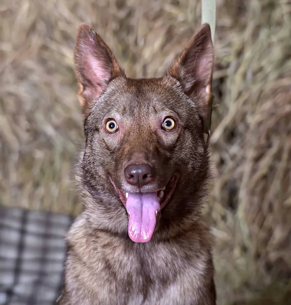 Mooie rode honden Husky in de hooizolder — Stockfoto