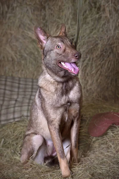 Hermoso perro rojo husky en el pajar —  Fotos de Stock