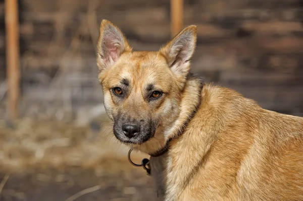 Beautiful red dog mongrel collar — Stock Photo, Image