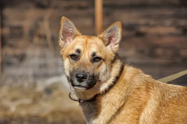 Güzel kırmızı köpek melez yaka — Stok fotoğraf