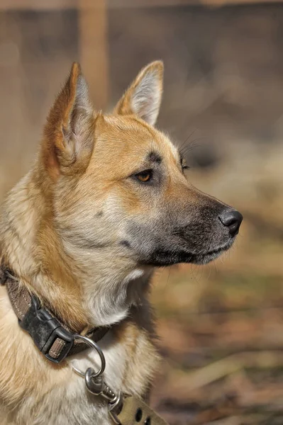 Güzel kırmızı köpek melez yaka — Stok fotoğraf