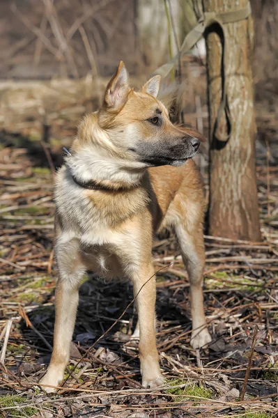 Bela coleira mestiço cão vermelho — Fotografia de Stock