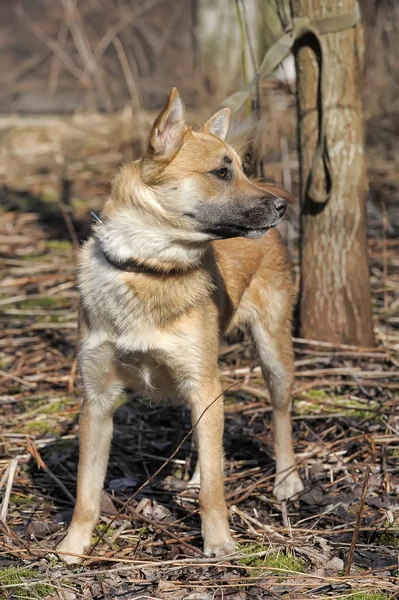 美しい赤い犬のモングレルカラー — ストック写真