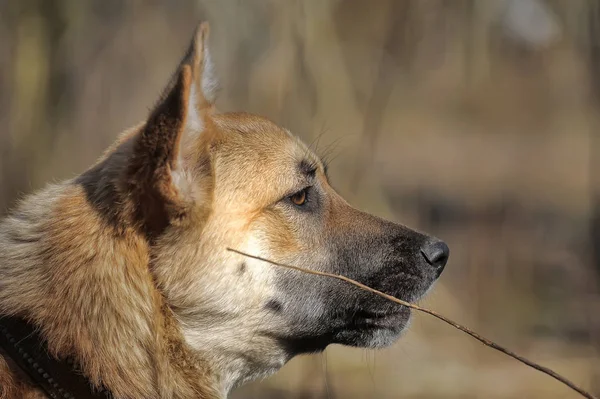 Hermoso perro rojo collar de mestizo — Foto de Stock