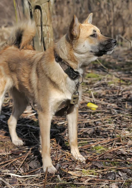 Bellissimo collare rosso cane bastone — Foto Stock