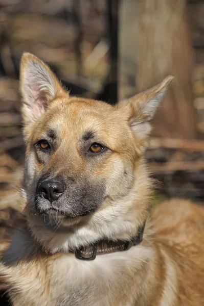 Bela coleira mestiço cão vermelho — Fotografia de Stock