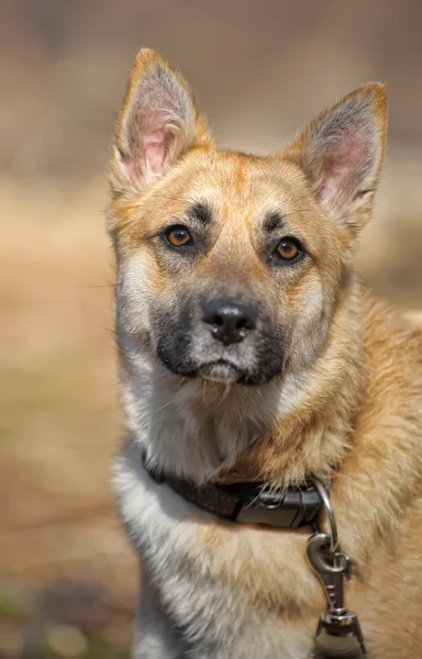 Bela coleira mestiço cão vermelho — Fotografia de Stock