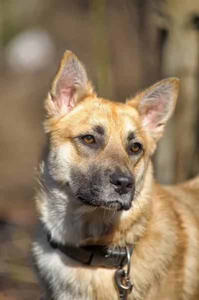 Schönes rotes Hundehalsband — Stockfoto