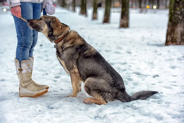 Perro mestizo marrón mestizo a los pies de la anfitriona en el invierno — Foto de Stock