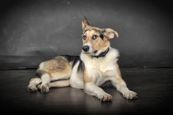 Vit tricolor blandras hund på en grå bakgrund i studion — Stockfoto