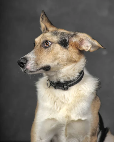 White tricolor mongrel dog on a gray background in the studio — Stock Photo, Image