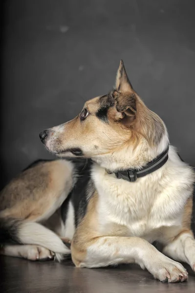 White tricolor mongrel dog on a gray background in the studio — 스톡 사진