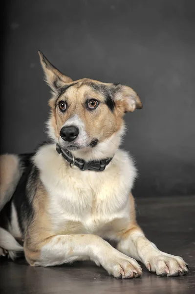 White tricolor mongrel dog on a gray background in the studio — 스톡 사진